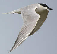 Gull-billed Tern