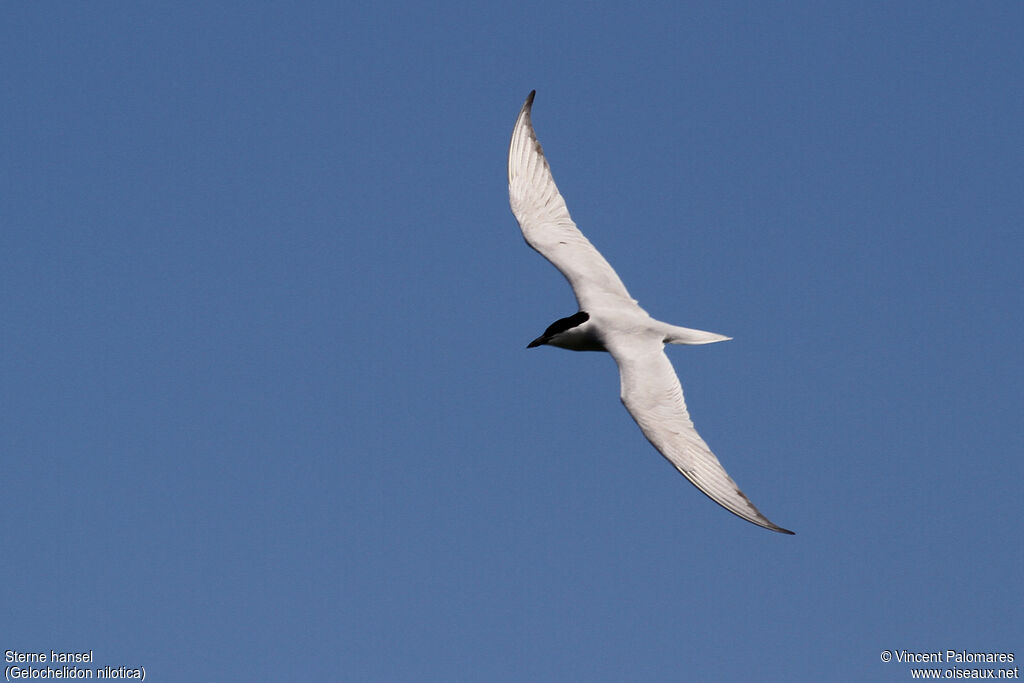 Gull-billed Tern