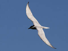 Gull-billed Tern