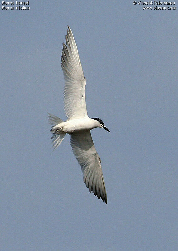 Gull-billed Tern