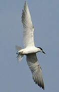 Gull-billed Tern