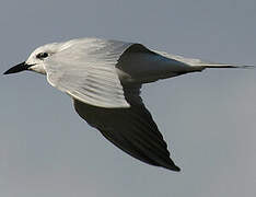 Gull-billed Tern