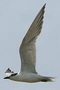 Gull-billed Tern