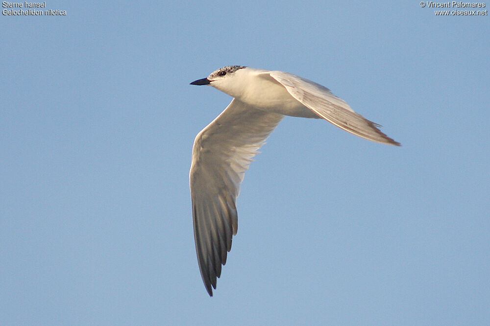 Gull-billed Tern