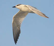 Gull-billed Tern