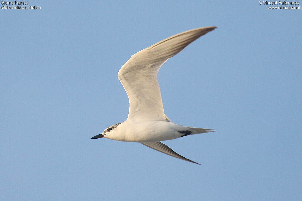 Gull-billed Tern