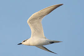 Gull-billed Tern