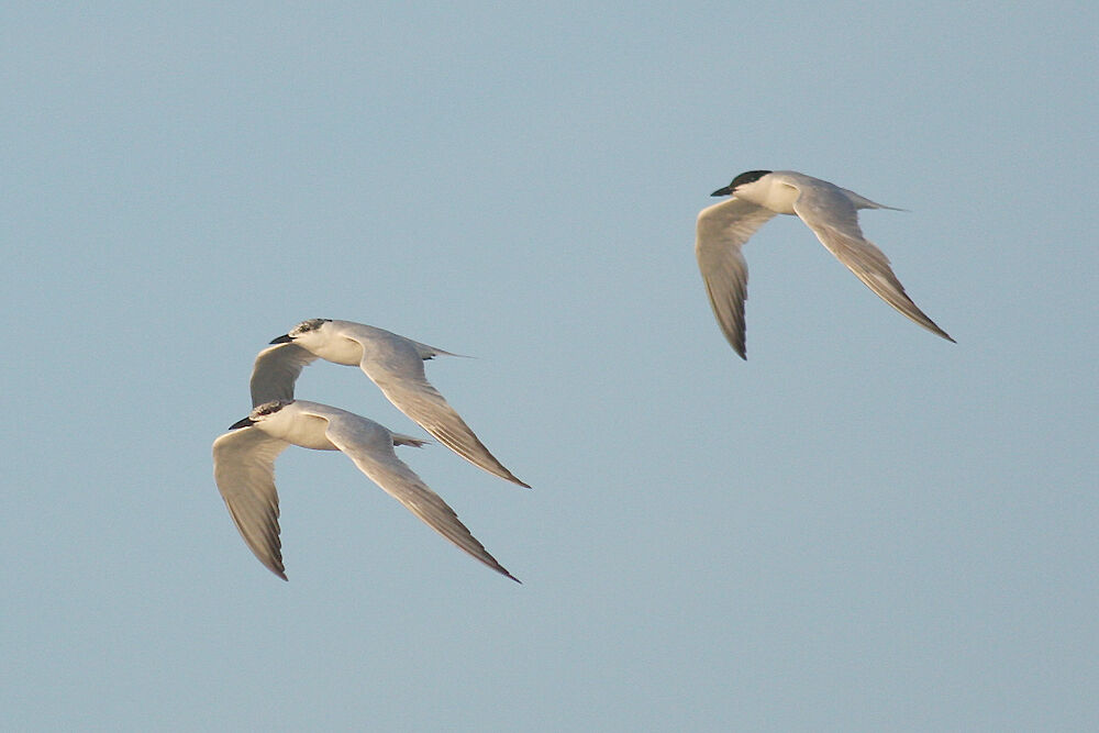 Gull-billed Tern