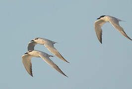 Gull-billed Tern