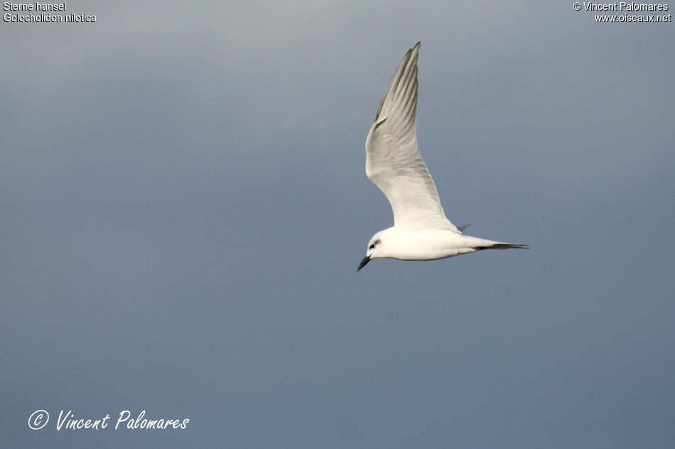 Gull-billed Ternadult post breeding