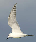 Gull-billed Tern