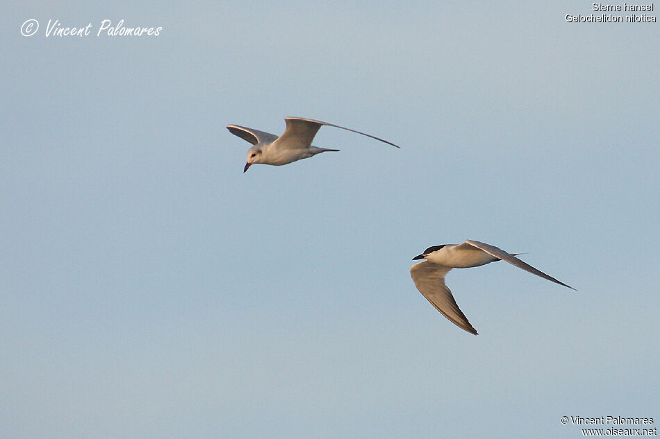 Gull-billed Tern