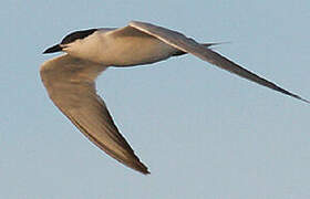 Gull-billed Tern