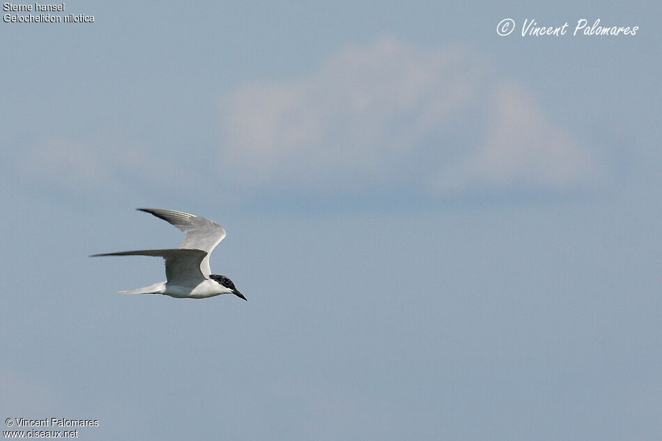 Gull-billed Tern