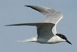 Gull-billed Tern