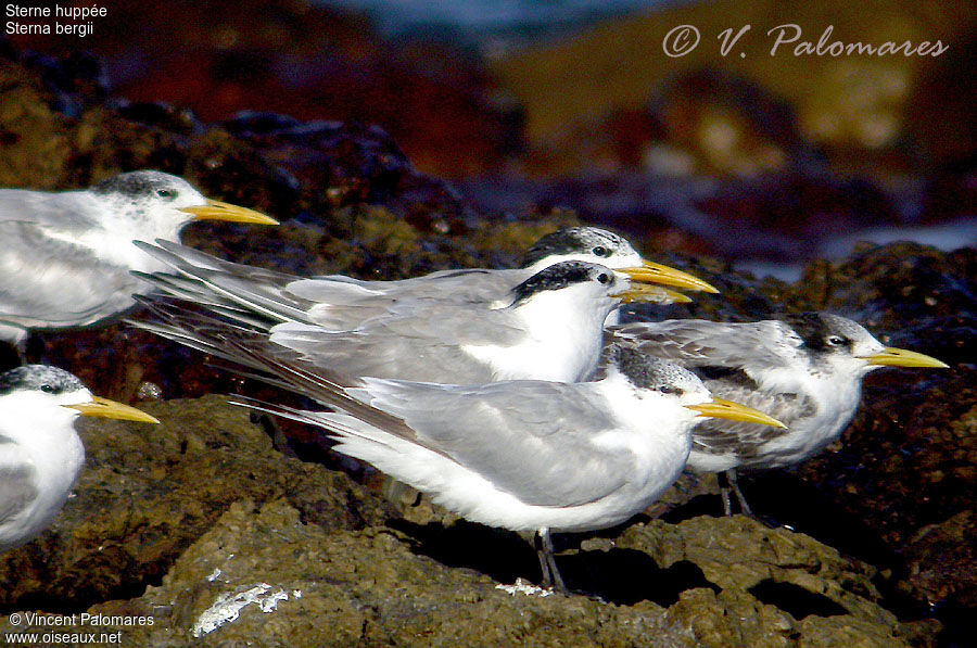 Greater Crested Tern