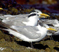 Greater Crested Tern