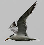 Greater Crested Tern