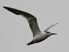 Greater Crested Tern