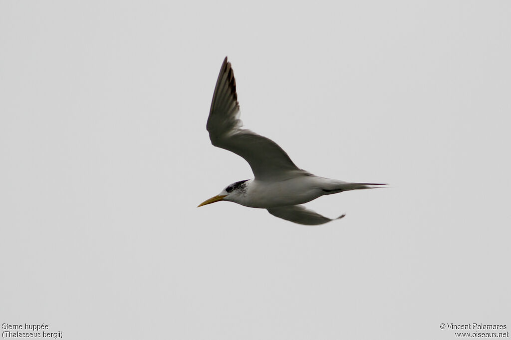 Greater Crested Tern