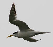 Greater Crested Tern