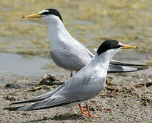 Little Tern