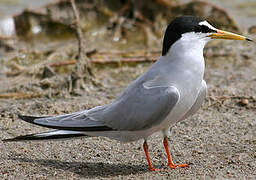 Little Tern