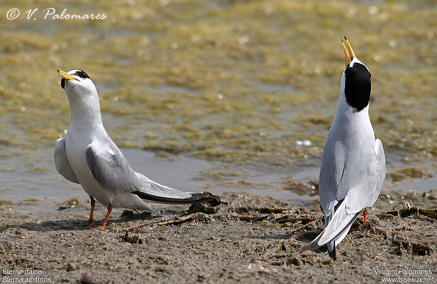 Little Tern 