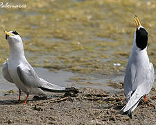 Little Tern