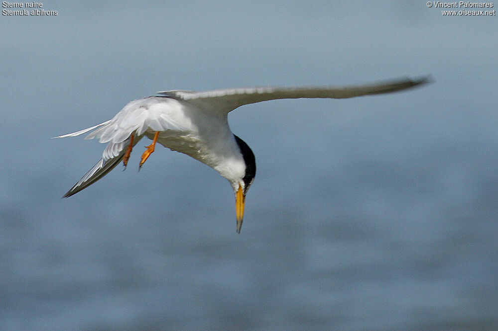 Little Tern