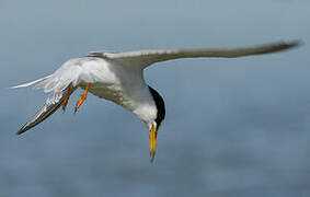 Little Tern