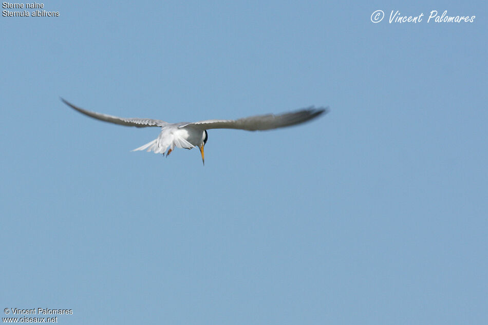 Little Tern