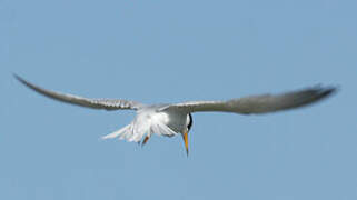 Little Tern