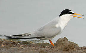 Little Tern