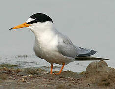 Little Tern