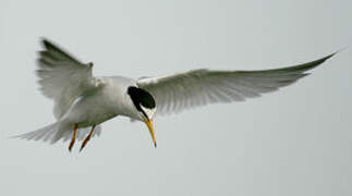 Little Tern