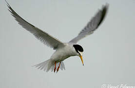 Little Tern