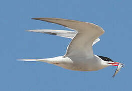 Common Tern