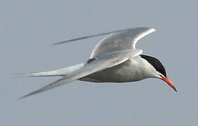 Common Tern