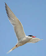 Common Tern