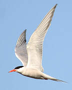 Common Tern