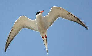 Common Tern