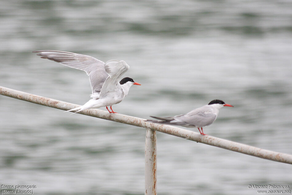 Common Ternadult breeding