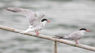 Common Tern