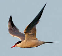 Common Tern