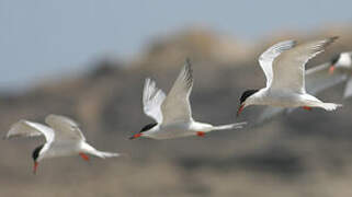 Common Tern