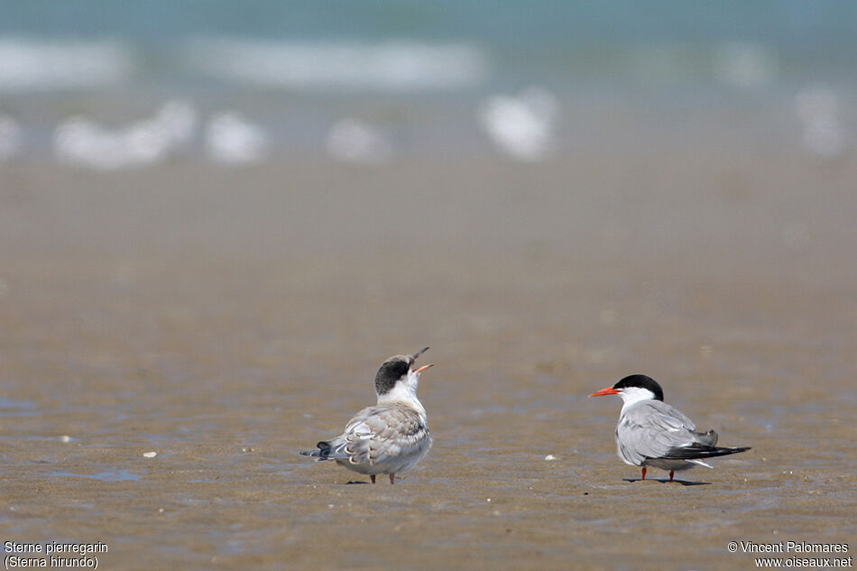 Common Tern, Reproduction-nesting