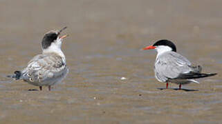 Common Tern