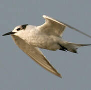 Common Tern