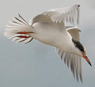 Common Tern